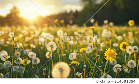 夕陽に照らされるタンポポ 114591884