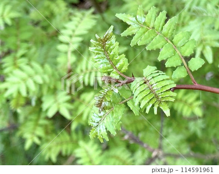 山椒の葉 山椒の葉 114591961