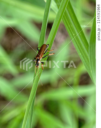 葉に止まるジョウカイボン科キンイロジョウカイ 114591964