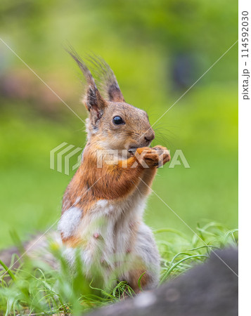 Close-up Portrait of Squirrel. Squirrel eats a nut while sitting in green grass. 114592030