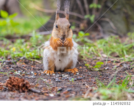 Squirrel eats a nut while sitting in green grass. Eurasian red squirrel, Sciurus vulgaris Squirrel eats a nut while sitting in green grass. Eurasian red squirrel, Sciurus vulgaris 114592032