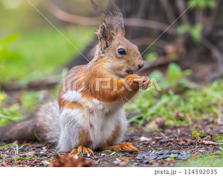 Squirrel eats a nut while sitting in green grass. Eurasian red squirrel, Sciurus vulgaris 114592035