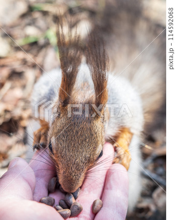A squirrel in the spring or autumn eats nuts from a human hand. Eurasian red squirrel, Sciurus vulgaris 114592068