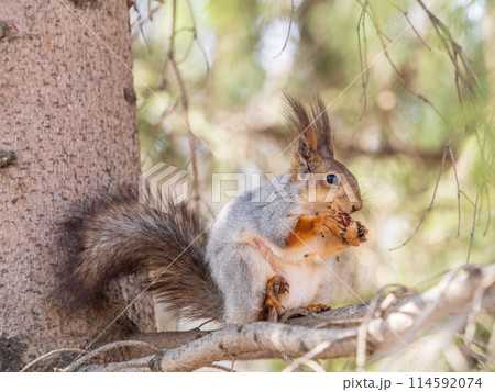 The squirrel with nut sits on a branches in the spring or summer. 114592074