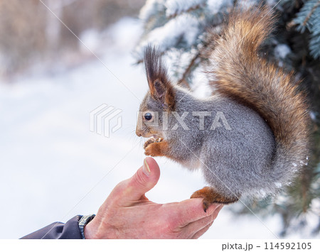 Squirrel eats nuts from a man's hand. Caring for animals in winter or autumn. 114592105