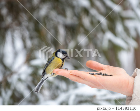Girl feeds a tit from a palm. Hungry bird eating seeds from a hand during winter or autumn 114592110
