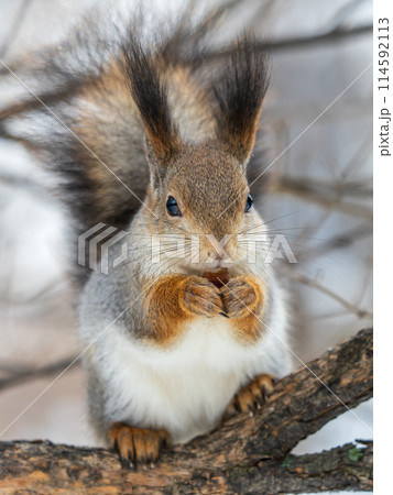 The squirrel with nut sits on tree in the winter or late autumn The squirrel with nut sits on tree in the winter or late autumn 114592113