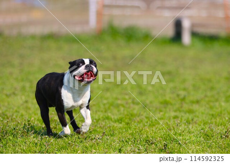 野原のドックランで遊ぶボストンテリアのマイティ君♡ 114592325