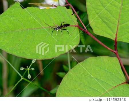葉に止まる寄生蜂ヒメバチ科サキマダラヒメバチ 葉に止まる寄生蜂ヒメバチ科サキマダラヒメバチ 114592348