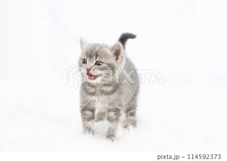 鳴くスコティッシュフォールドの仔猫 鳴くスコティッシュフォールドの仔猫 114592373