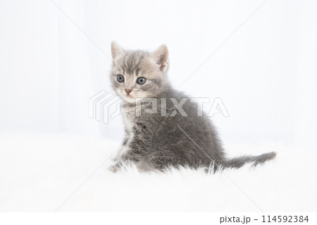 白背景とスコティッシュフォールドの仔猫 114592384