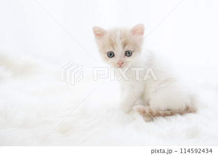 白背景とスコティッシュフォールドの仔猫 114592434