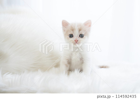 白背景とスコティッシュフォールドの仔猫 114592435