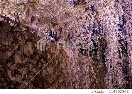 弘前城夜の絶景　ライトアップされた御滝桜　青森県 114592508