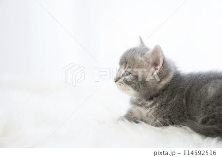 白背景とスコティッシュフォールドの仔猫 114592516