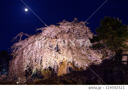 弘前城夜の絶景　ライトアップされた御滝桜と満月　青森県 114592521