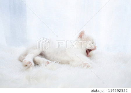 白背景と欠伸をするスコティッシュフォールドの仔猫 114592522