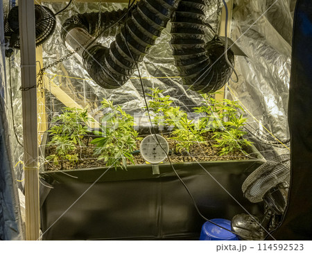 SoG Sea of Green net hemp cultivation technique Growing pot in growtent indoor Vegetative stage marijuana growth Medical 114592523