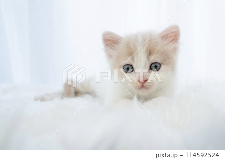 白背景とスコティッシュフォールドの仔猫 白背景とスコティッシュフォールドの仔猫 114592524