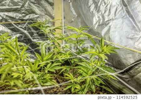 SoG Sea of Green net hemp cultivation technique Growing pot in growtent indoor Vegetative stage marijuana growth Medical SoG Sea of Green net hemp cultivation technique Growing pot in growtent indoor Vegetative stage marijuana growth Medical 114592525
