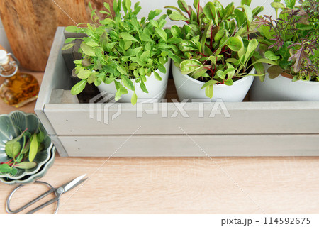 Fresh Herbs Grown in White Pots Inside a Gray Wooden Box in a Kitchen Setting 114592675