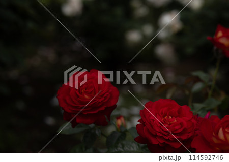 神代植物公園　バラ 114592746