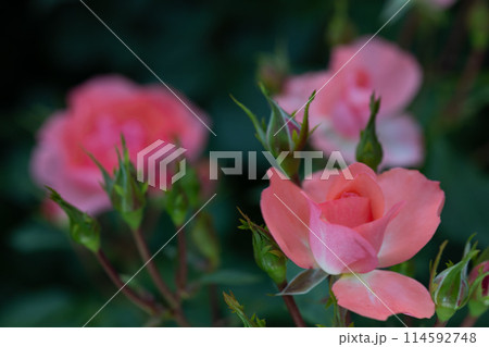 神代植物公園　バラ 114592748