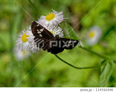 葉に止まるセセリチョウ科ダイミョウセセリ 114592846