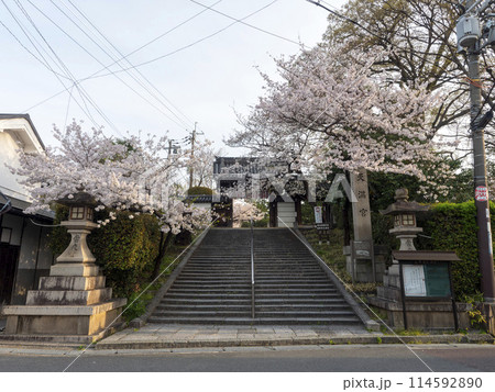 道明寺天満宮に咲く桜の花 114592890