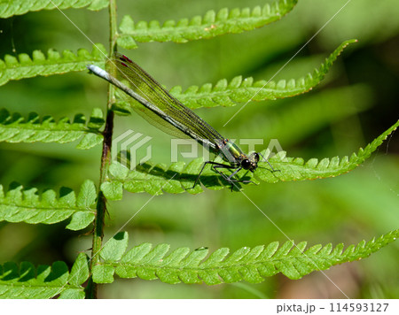 羊歯の葉に止まるカワトンボ科アサヒナカワトンボ♂透明翅型 114593127