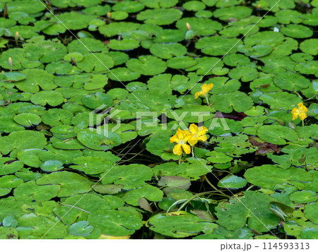 ビオトープ風景ミツガシワ科の浮遊性植物アサザの黄色い花 114593313