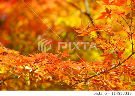 京都の古寺・輝く紅葉・幻想の世界65 京都の古寺・輝く紅葉・幻想の世界65 114593339