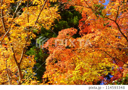 京都の古寺・輝く紅葉・幻想の世界81 114593348