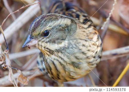 餌を探す可愛いアオジ(ホオジロ科)。日本国千葉県にて。2024年新春撮影。 餌を探す可愛いアオジ(ホオジロ科)。日本国千葉県にて。2024年新春撮影。 114593378