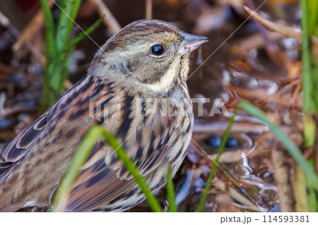 餌を探す可愛いアオジ（ホオジロ科）。日本国千葉県にて。2024年新春撮影。 114593381