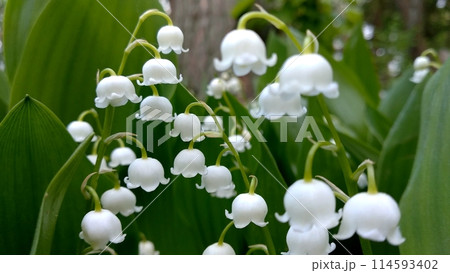 Lily of valley flower. White bell flower. Background close-up macro shot. Natural natural background with blooming lily of valley flowers. Mothers Day. Lily of valley blooms in the spring forest Lily of valley flower. White bell flower. Background close-up macro shot. Natural natural background with blooming lily of valley flowers. Mothers Day. Lily of valley blooms in the spring forest 114593402