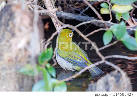 水浴びをする可愛いメジロ（メジロ科）。日本国千葉県にて。2024年新春撮影。 114593427