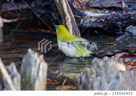 水浴びをする可愛いメジロ（メジロ科）。日本国千葉県にて。2024年新春撮影。 114593433