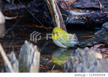 水浴びをする可愛いメジロ（メジロ科）。日本国千葉県にて。2024年新春撮影。 114593434