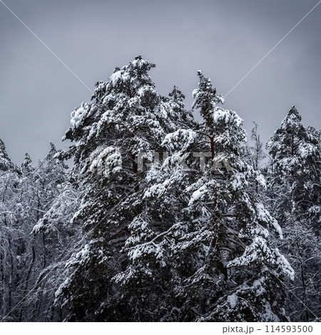 Snow on the trees 114593500