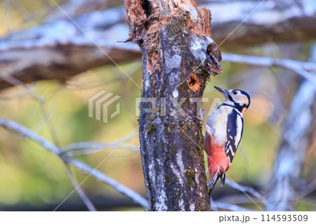 美しいアカゲラ(キツツキ科)。日本国千葉県にて。2024年新春撮影。 美しいアカゲラ(キツツキ科)。日本国千葉県にて。2024年新春撮影。 114593509