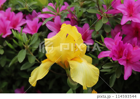 春の公園に咲く黄色いジャーマンアイリスとピンク色のツツジの花 春の公園に咲く黄色いジャーマンアイリスとピンク色のツツジの花 114593544