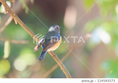 さえずる幸せの青い鳥、可愛いルリビタキ（ヒタキ科）。日本国千葉県にて。2024年新春撮影。 114593573