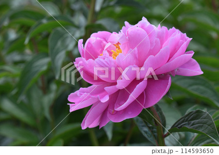 シャクヤク（酔紅葩） 114593650