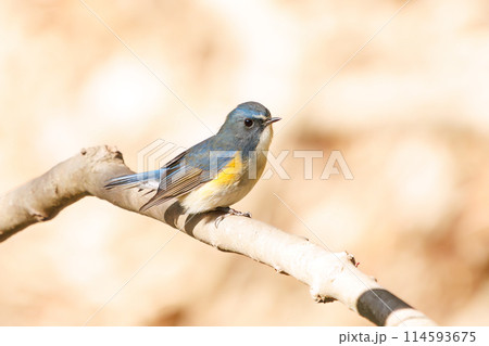 さえずる幸せの青い鳥、可愛いルリビタキ（ヒタキ科）。日本国千葉県にて。2024年新春撮影。 114593675