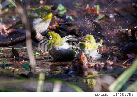 水浴びをする可愛いメジロ（メジロ科）。日本国千葉県にて。2024年新春撮影。 114593793