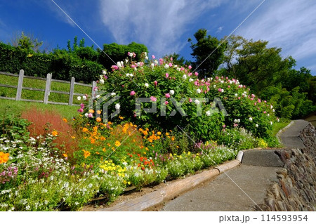 青空に酔芙蓉の花咲く 【相模原市津久井 10月】 青空に酔芙蓉の花咲く 【相模原市津久井 10月】 114593954