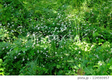 草むらに咲く野菊 【相模原市津久井 10月】 草むらに咲く野菊 【相模原市津久井 10月】 114593957
