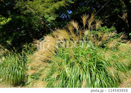 雑木林を背に輝くススキ 【相模原市津久井 10月】 雑木林を背に輝くススキ 【相模原市津久井 10月】 114593958