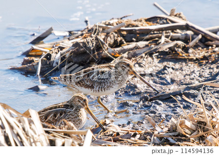 餌を探す可愛いタシギ（シギ科）のペア。日本国群馬県にて。2024年新春撮影。 114594136